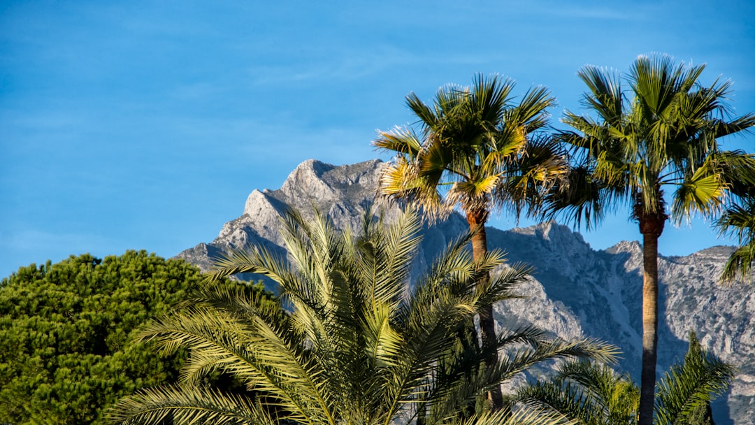Palm trees and coastal mountains near San Pedro de Alcantara, Marbella, New Golden Mile, Costa del Sol, Spain